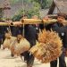 Tradisi Seren Taun di Kampung Budaya Sindang Barang
