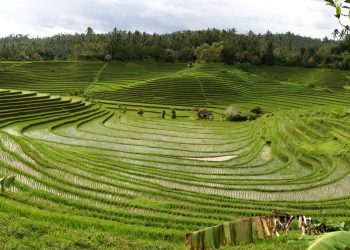 Memaknai Subak, Sistem Persawahan di Pulau Dewata