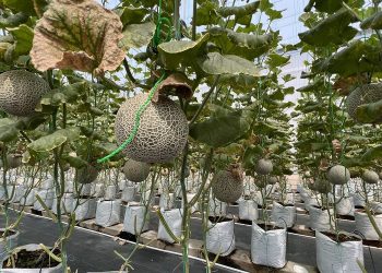 Akaruku Hydrofarm, Taman Buah Melon di Kabupaten Tangerang