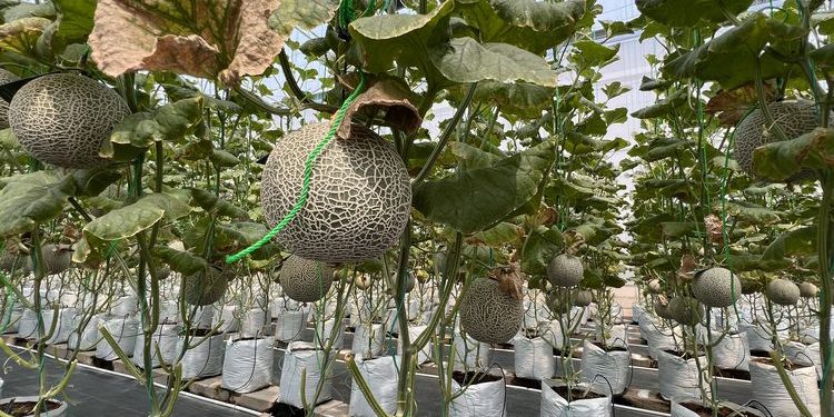 Akaruku Hydrofarm, Taman Buah Melon di Kabupaten Tangerang