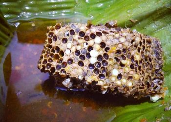 Botok Tawon, Hidangan Unik khas Banyuwangi