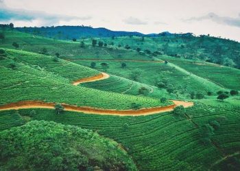 Pemandangan Puncak Kian Memesona Setelah Ratusan PKL Digusur