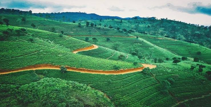 Pemandangan Puncak Kian Memesona Setelah Ratusan PKL Digusur