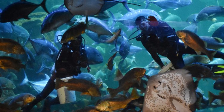 Momentum Liburan Sekolah, Ancol Targetkan 680 Ribu Pengunjung